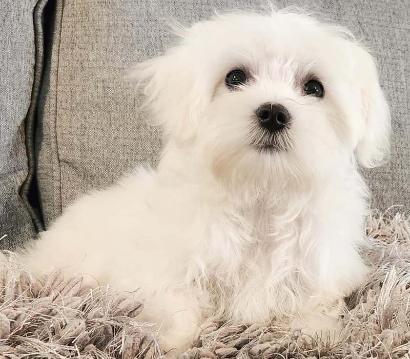 Chiot Bichon Maltais à vendre