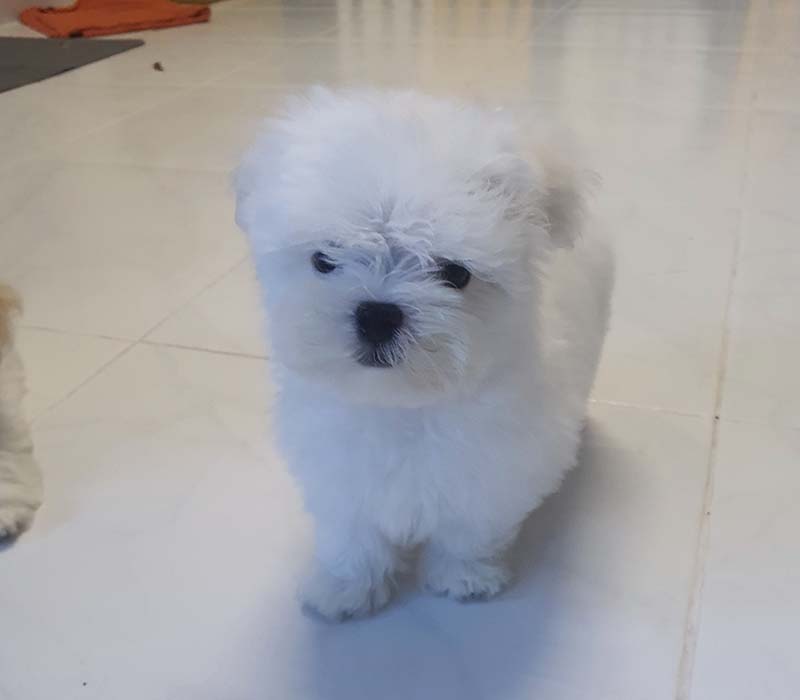 Chiot Bichon Maltais à vendre