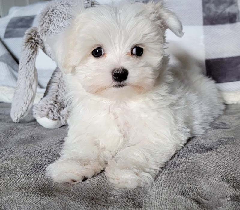 Chiot Bichon Maltais à vendre