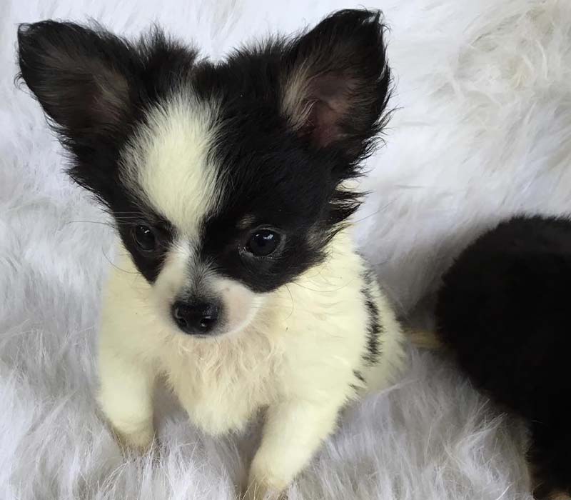 Chiot Chihuahua à vendre