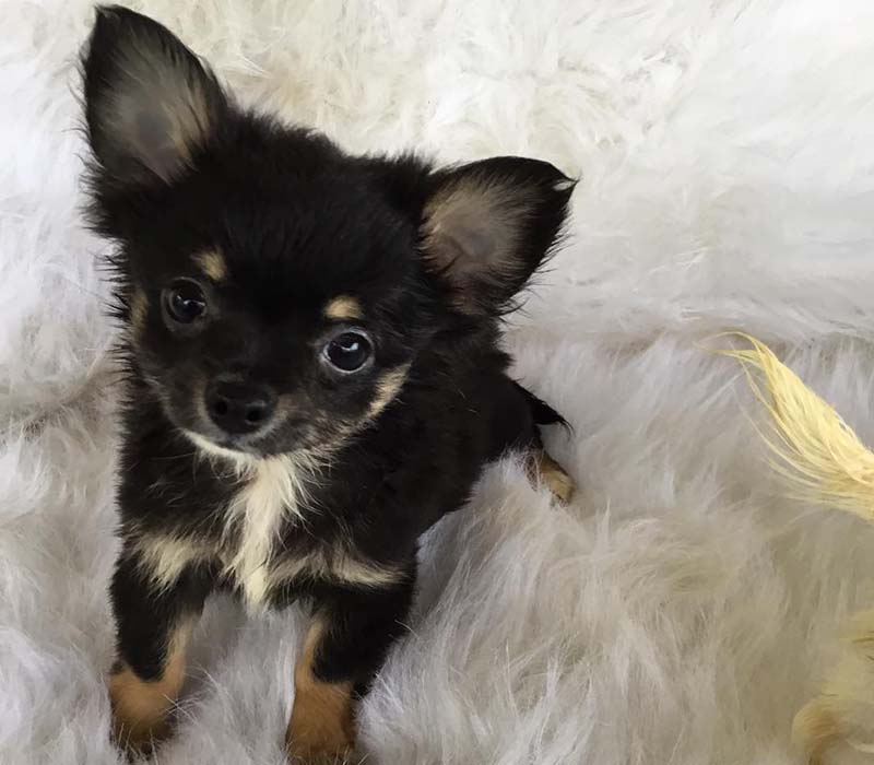 Chiot Chihuahua à vendre