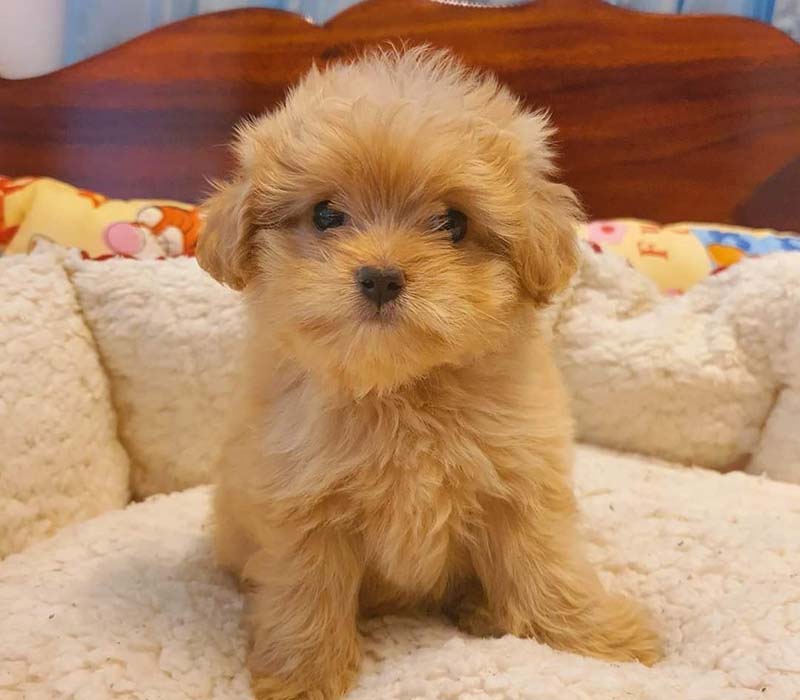 Chiot Maltipoo à vendre