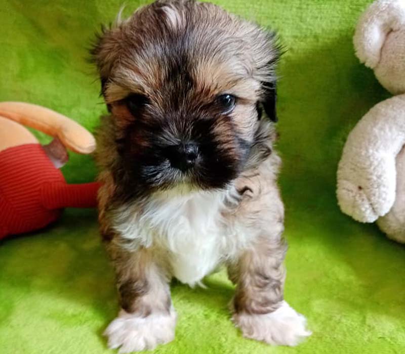 Chiot Shih tzu à vendre