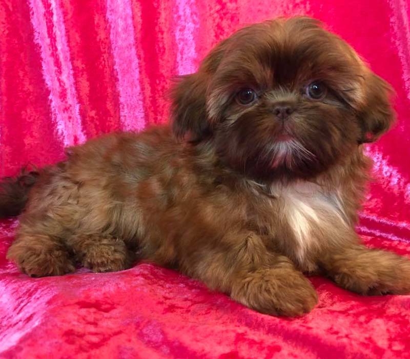 Chiot Shih tzu à vendre