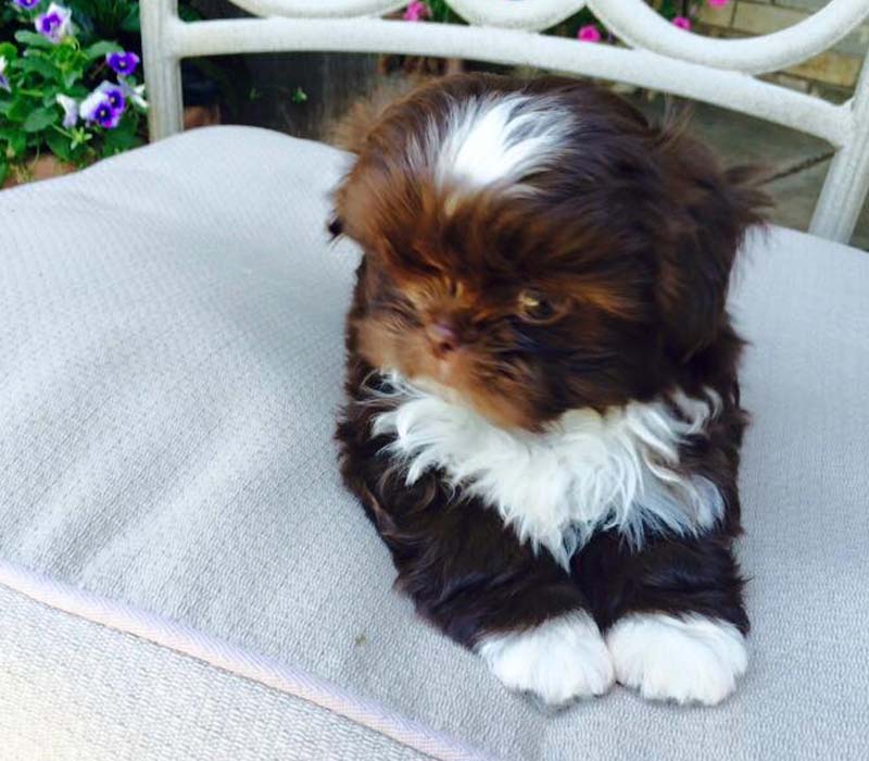 Chiot Shih tzu à vendre