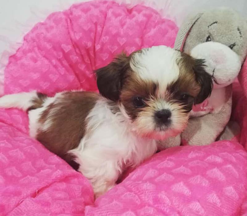 Chiot Shih tzu à vendre